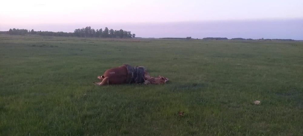 Man, 31, killed by lightning strike in N Kazakhstan rgn