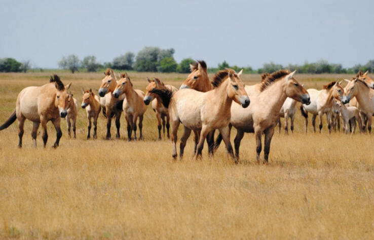 Лошади Пржевальского на грани исчезновения в Казахстане