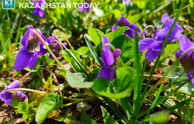 Синоптики рассказали о погоде в Казахстане в понедельник