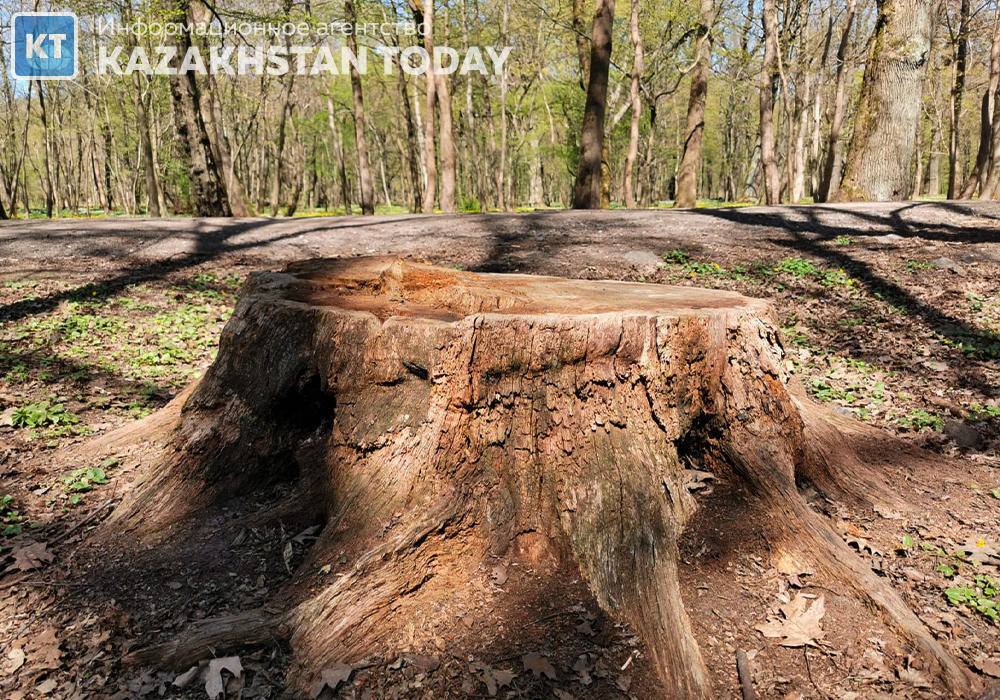 Незаконная вырубка возле школы в Алматы: нарушителей обяжут высадить новые деревья 