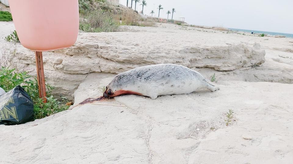 В Актау на набережной обнаружили тушу мертвого тюленя
