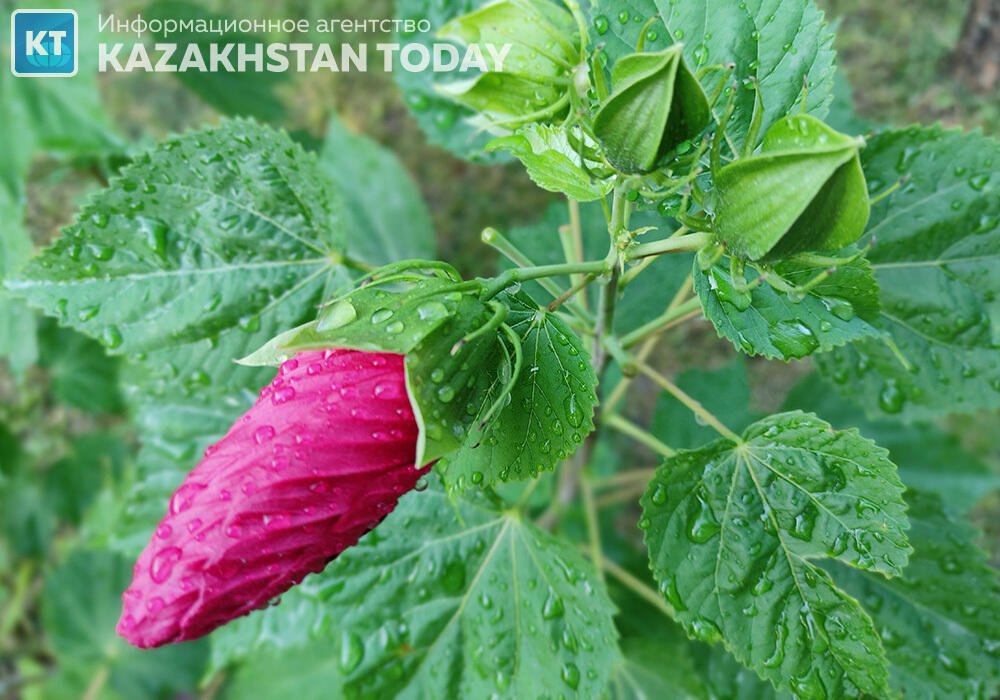 В Казахстане ожидаются дожди с грозами
