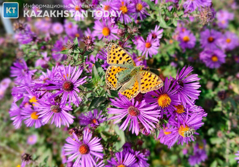 Жаркая погода ожидается в Казахстане