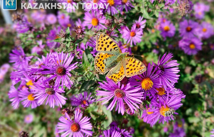 Жаркая погода ожидается в Казахстане