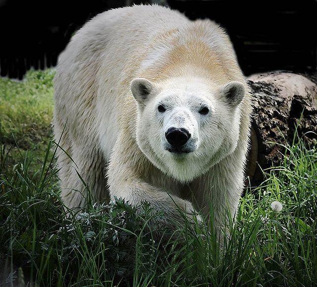 В зоопарк Алматы приехала белая медведица. Фото: зоопарк Алматы