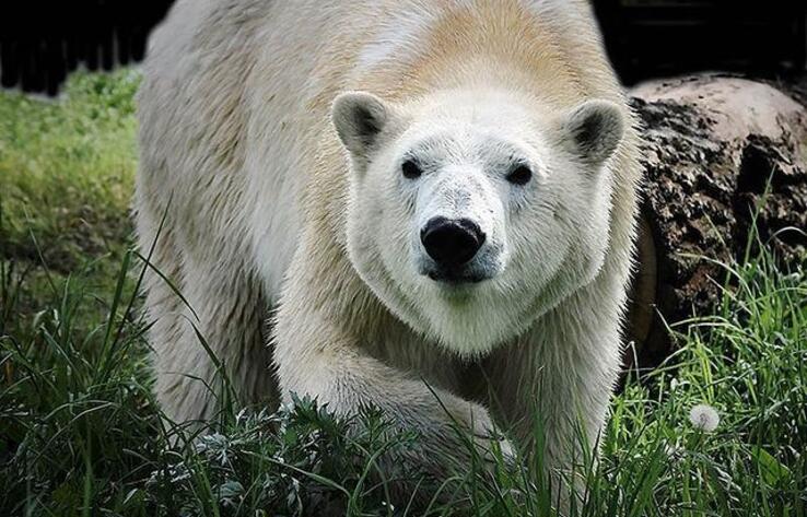 В зоопарк Алматы приехала белая медведица