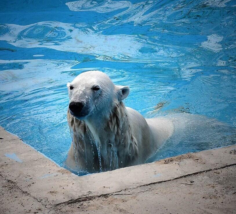 В зоопарк Алматы приехала белая медведица. Фото: зоопарк Алматы