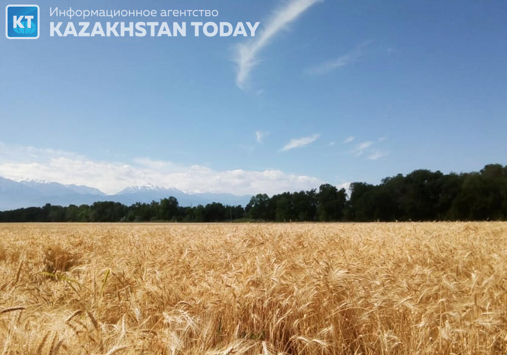 Минсельхоз Казахстана озвучил прогноз по урожаю зерновых 