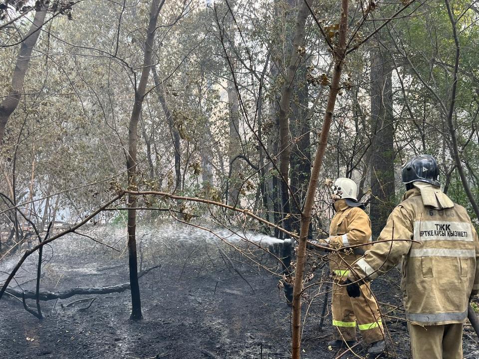 Лесной пожар в Абайской области: погибли трое работников лесничества