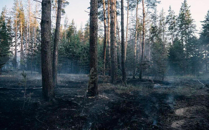 Fire in the Abai region. Images | Ministry of Ecology and Natural Resources