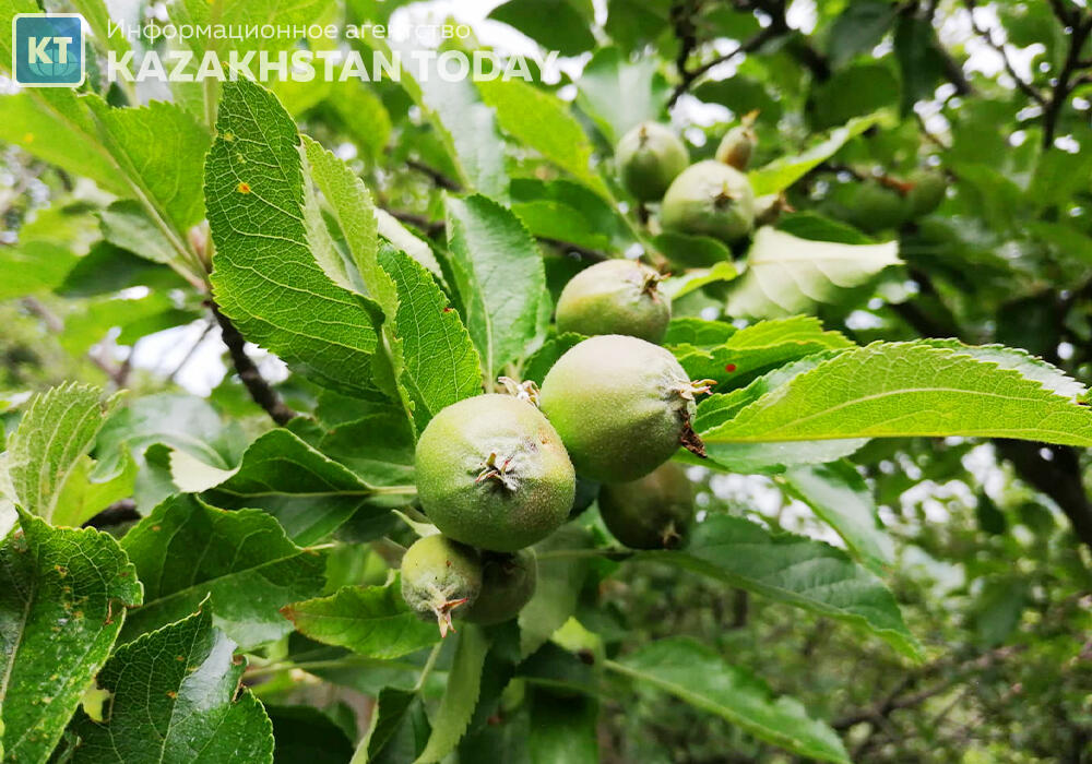 Синоптики рассказали о погоде в Казахстане в среду