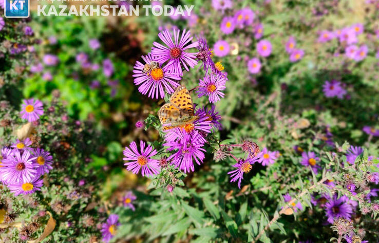В большинстве регионов Казахстана ожидается погода без осадков