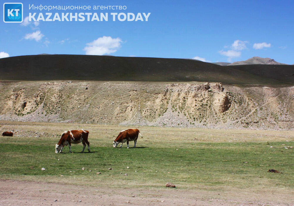В Алматинской области вернули 3,5 тысячи га пастбищных земель, принадлежащих бизнесмену из списка Forbes