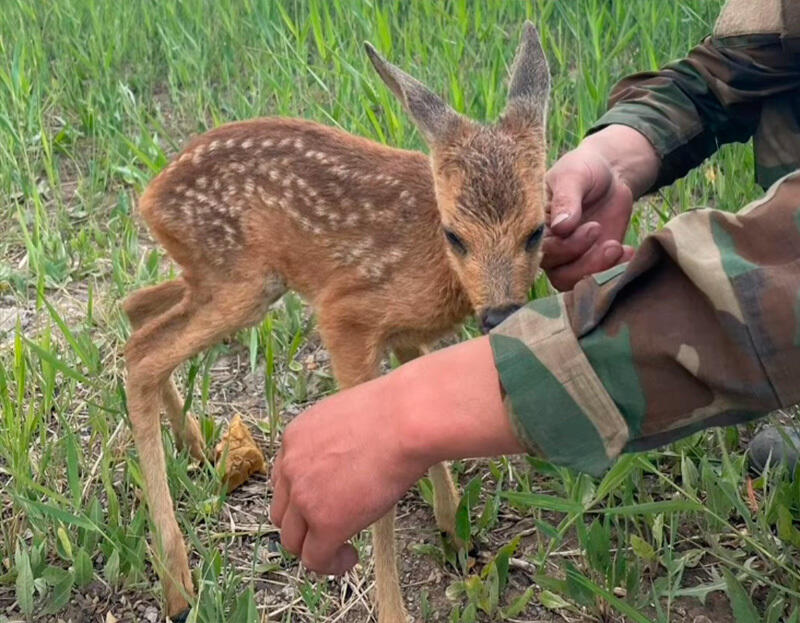 Astana firefighters rescued a fawn during a fire near Lake Taldykol