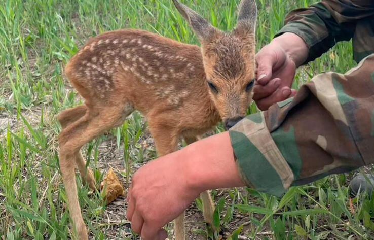 Astana firefighters rescued a fawn during a fire near Lake Taldykol