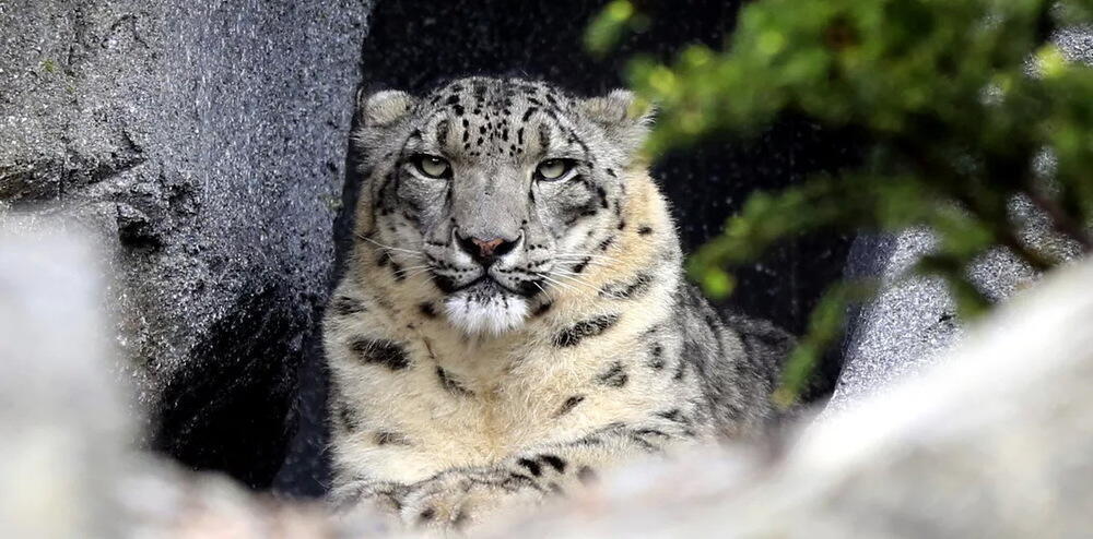 Снежного барса заметили на дороге к БАО