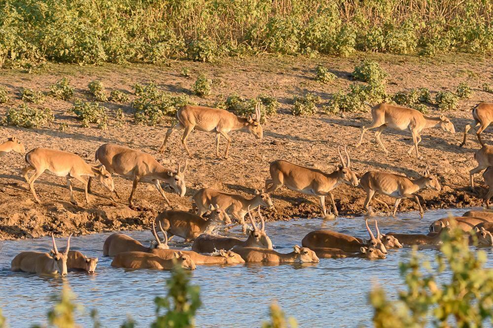 Десятки мертвых сайгаков обнаружили на реке в Карагандинской области 