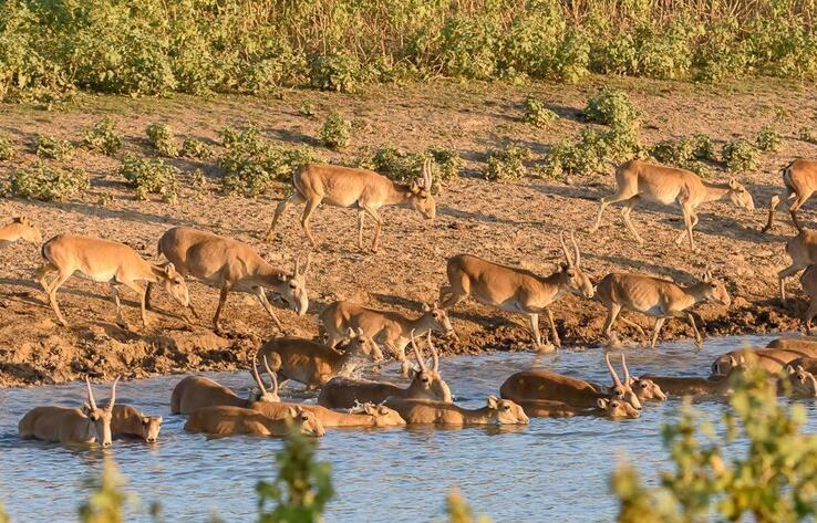 Десятки мертвых сайгаков обнаружили на реке в Карагандинской области 