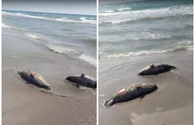 Туши двух мертвых тюленей обнаружены на берегу Каспия близ Актау