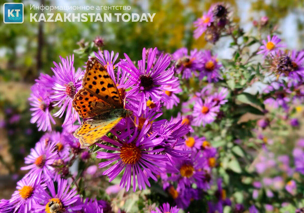 Какая погода ожидается в Казахстане в субботу 
