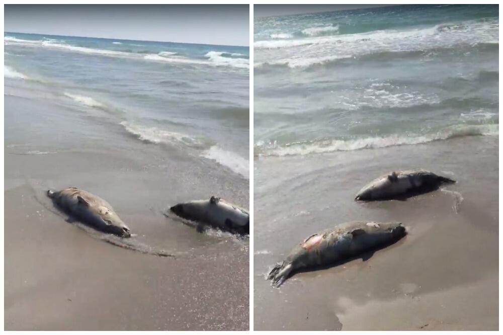 В Минэкологии прокомментировали видео с тушами мертвых тюленей на берегу Каспия