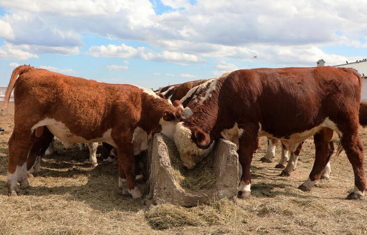 В Казахстане с начала года у 17,5 тысячи голов скота выявили бруцеллез