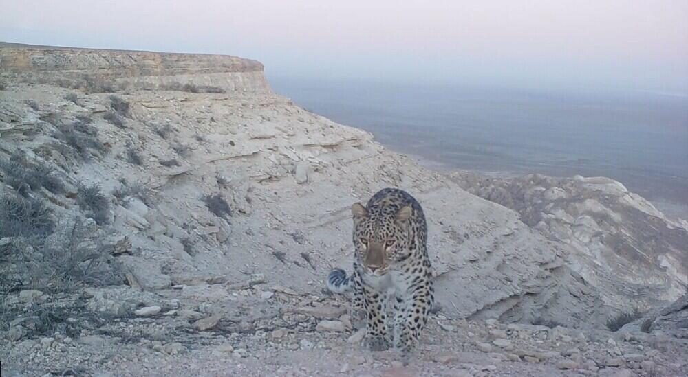 В Мангистаускую область вернулся переднеазиатский леопард