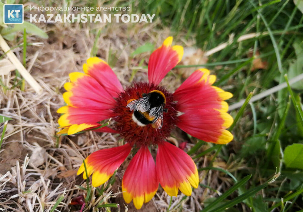 Какая погода ожидается в Казахстане в понедельник