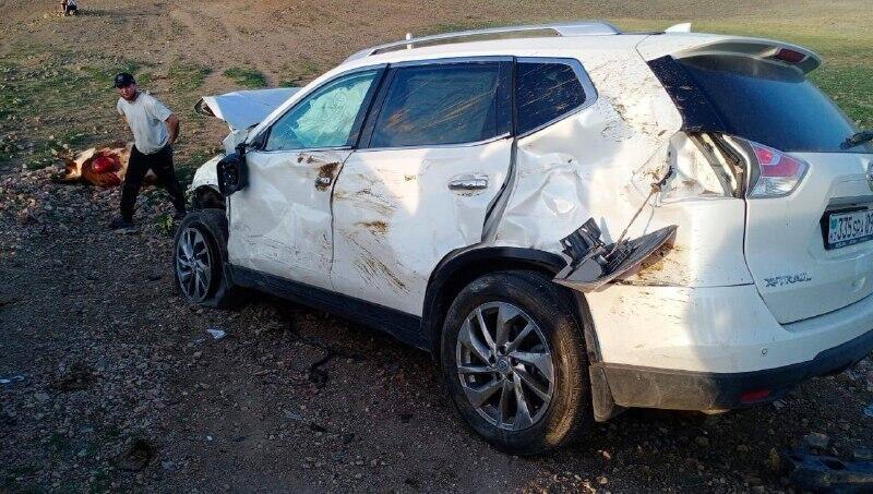 Два подростка и стадо коров попали под колеса джипа в Карагандинской области 