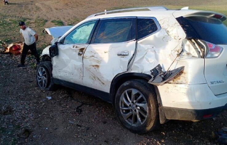Два подростка и стадо коров попали под колеса джипа в Карагандинской области 
