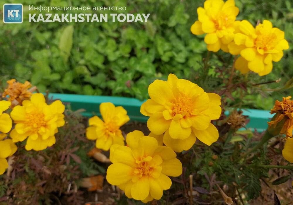 Какая погода ожидается в Казахстане в среду