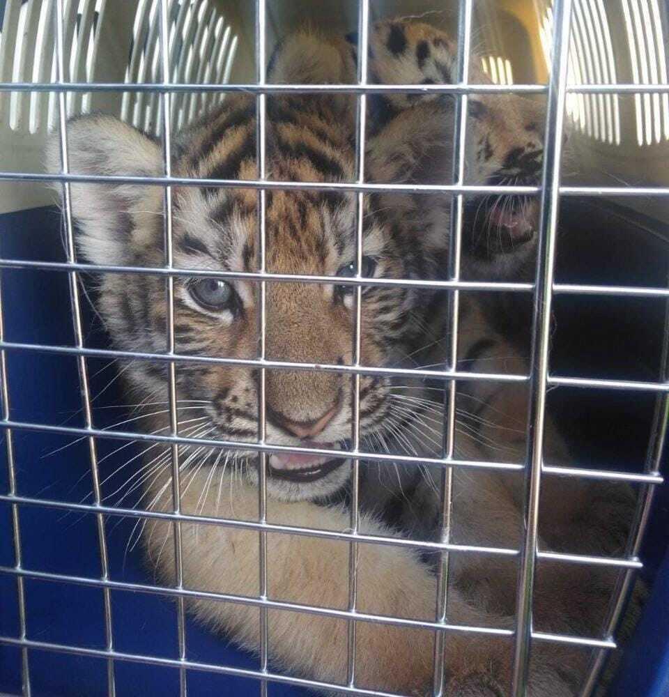 Трехмесячных тигрят и львят пытались незаконно ввезти в Казахстан из России