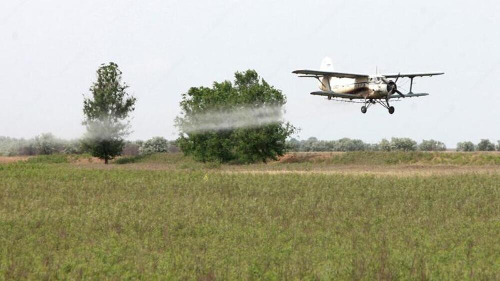 В Костанайской области заметили саранчу: на место выехали специалисты