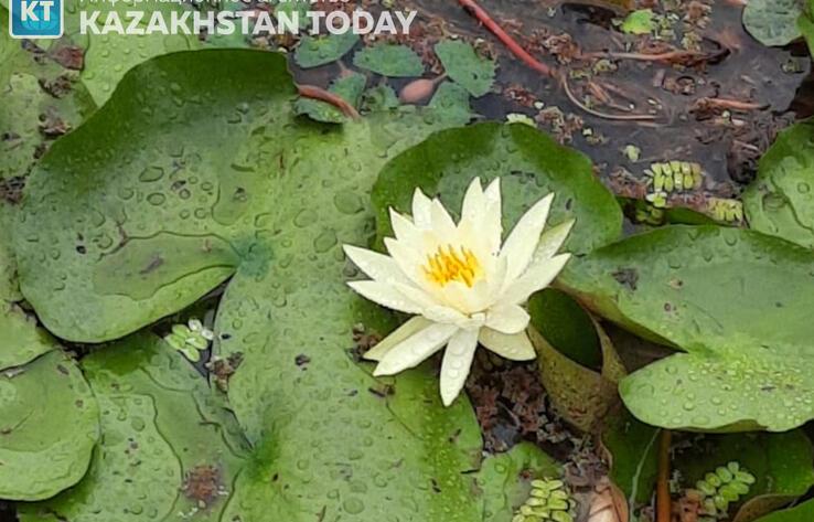 В большинстве регионов Казахстана пройдут дожди с грозами