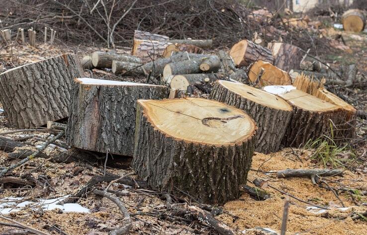 Проводить санитарную вырубку пихтовых лесов запретило Минэкологии