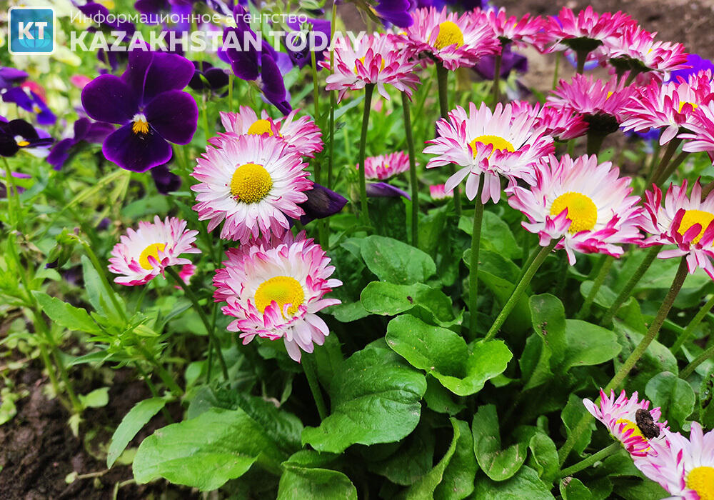 Какая погода ожидается в Казахстане в пятницу