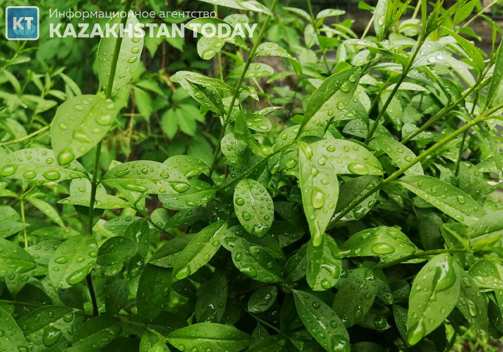 Дожди с грозами ожидаются сегодня в Казахстане