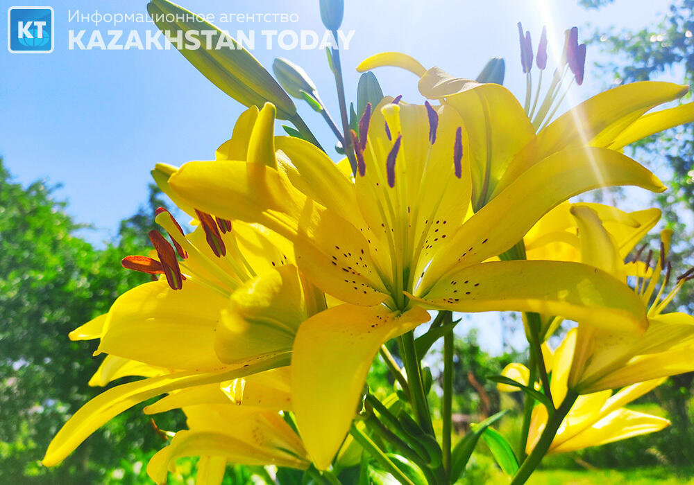 Какая погода ожидается в Казахстане в понедельник