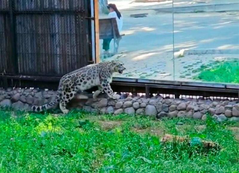 Snow Leopard Faring Well After Rescue, Release Into Kazakhstan's Wild