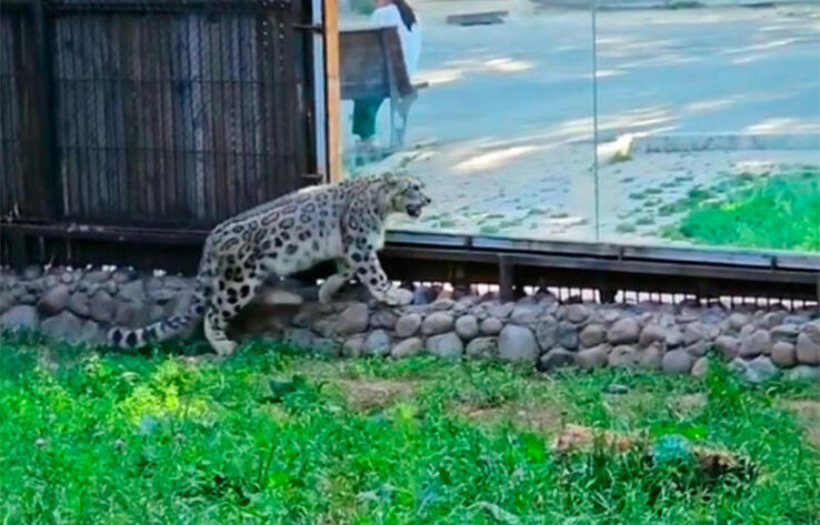 Snow Leopard Faring Well After Rescue, Release Into Kazakhstan's Wild