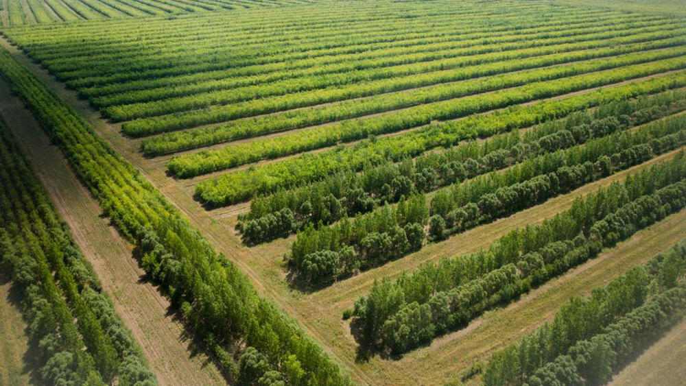 В зеленом поясе Астаны высадят полмиллиона деревьев и кустарников