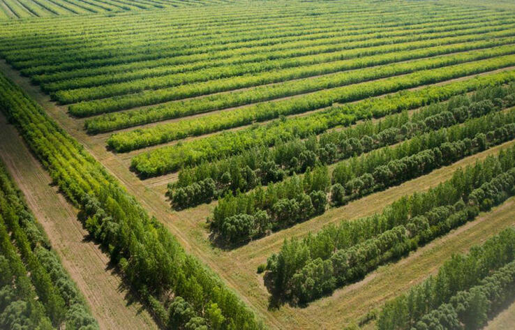 В зеленом поясе Астаны высадят полмиллиона деревьев и кустарников