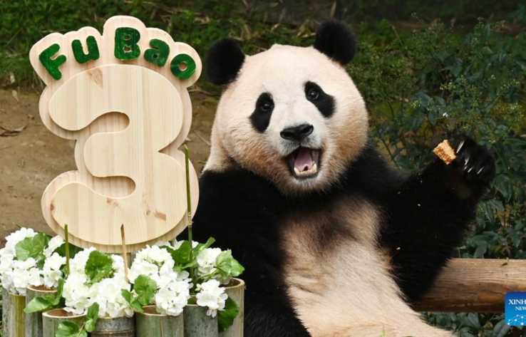 Гигантская панда празднует 3-й день рождения в Йонъине, Южная Корея