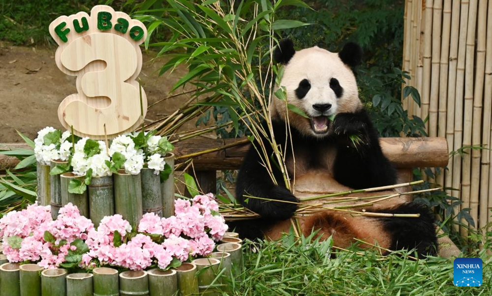 Гигантская панда празднует 3-й день рождения в Йонъине, Южная Корея. Фото: Xinhua
