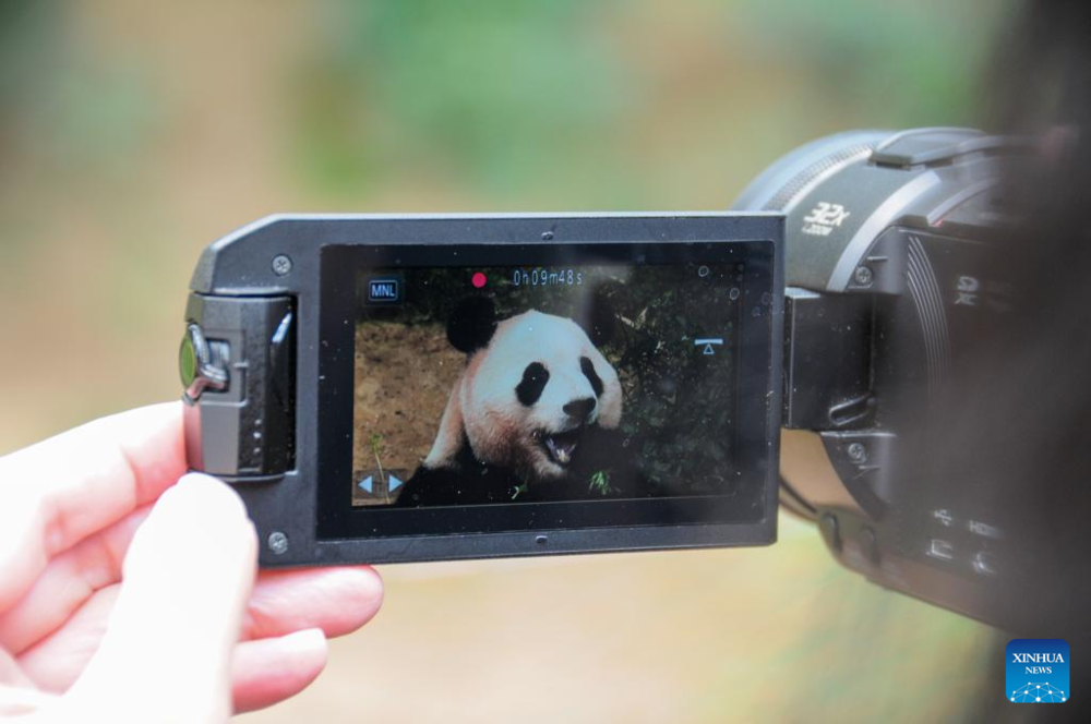 Гигантская панда празднует 3-й день рождения в Йонъине, Южная Корея. Фото: Xinhua