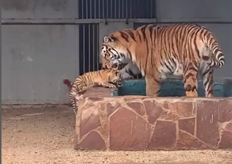 Two baby tigers born in Karaganda Zoo