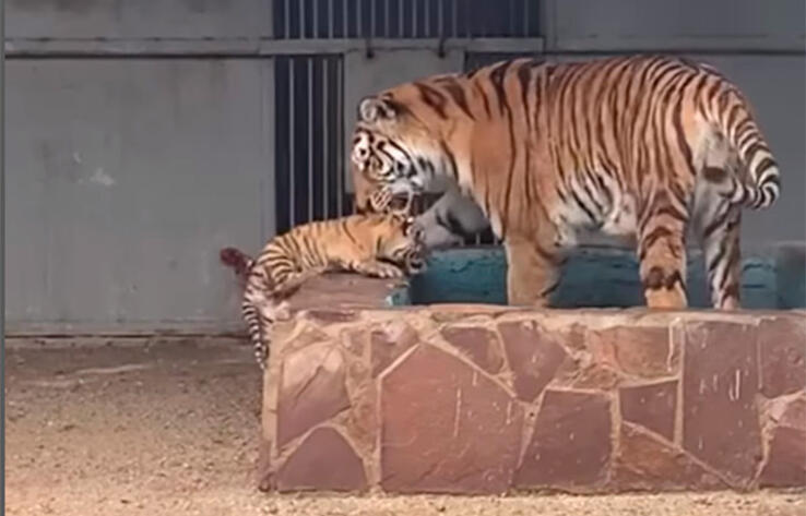 Two baby tigers born in Karaganda Zoo