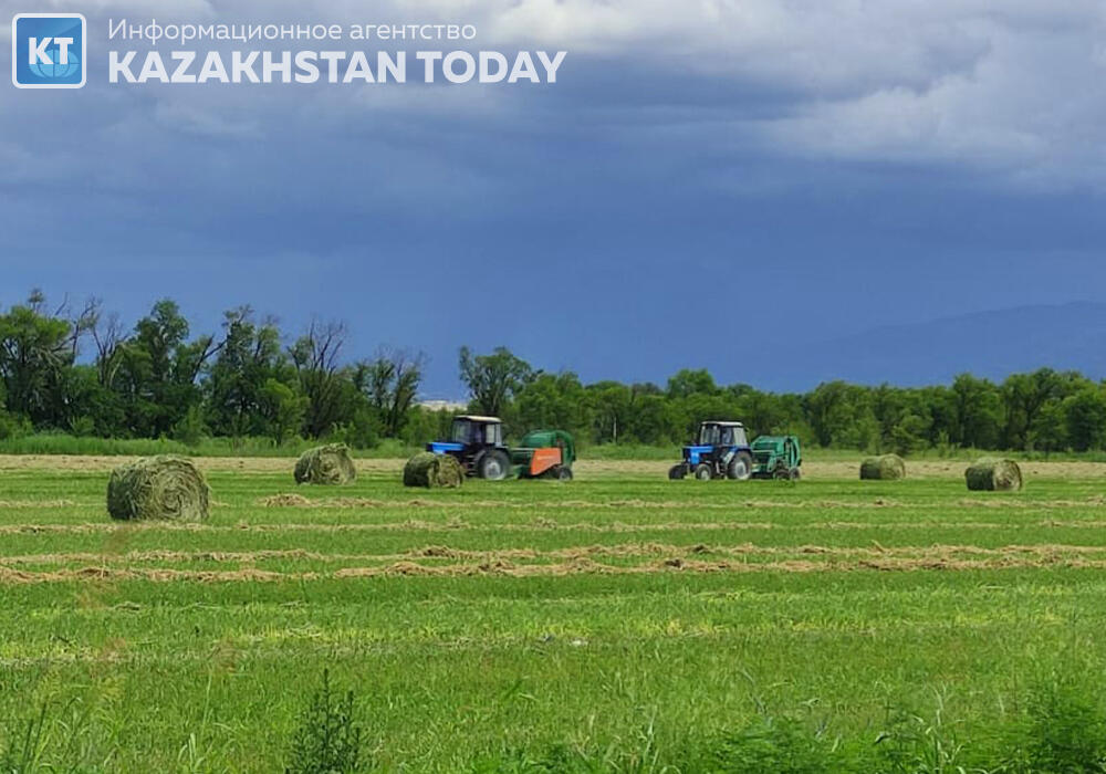 8mln tons of hay harvested in Kazakhstan so far