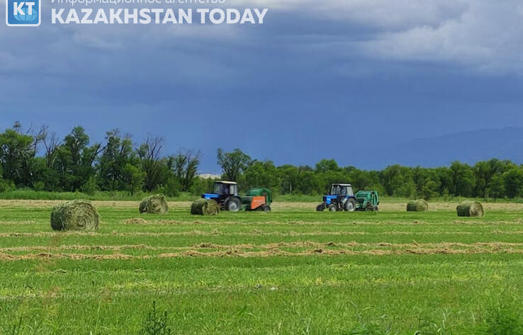 8mln tons of hay harvested in Kazakhstan so far