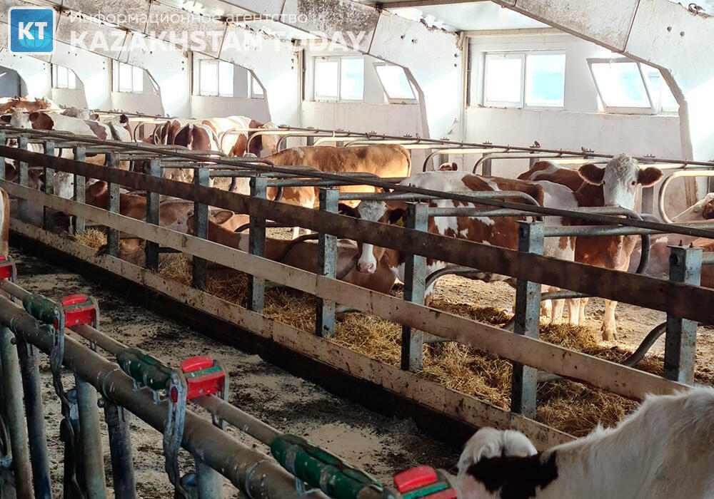 Стала известна причина массового падежа скота в Павлодарской области

